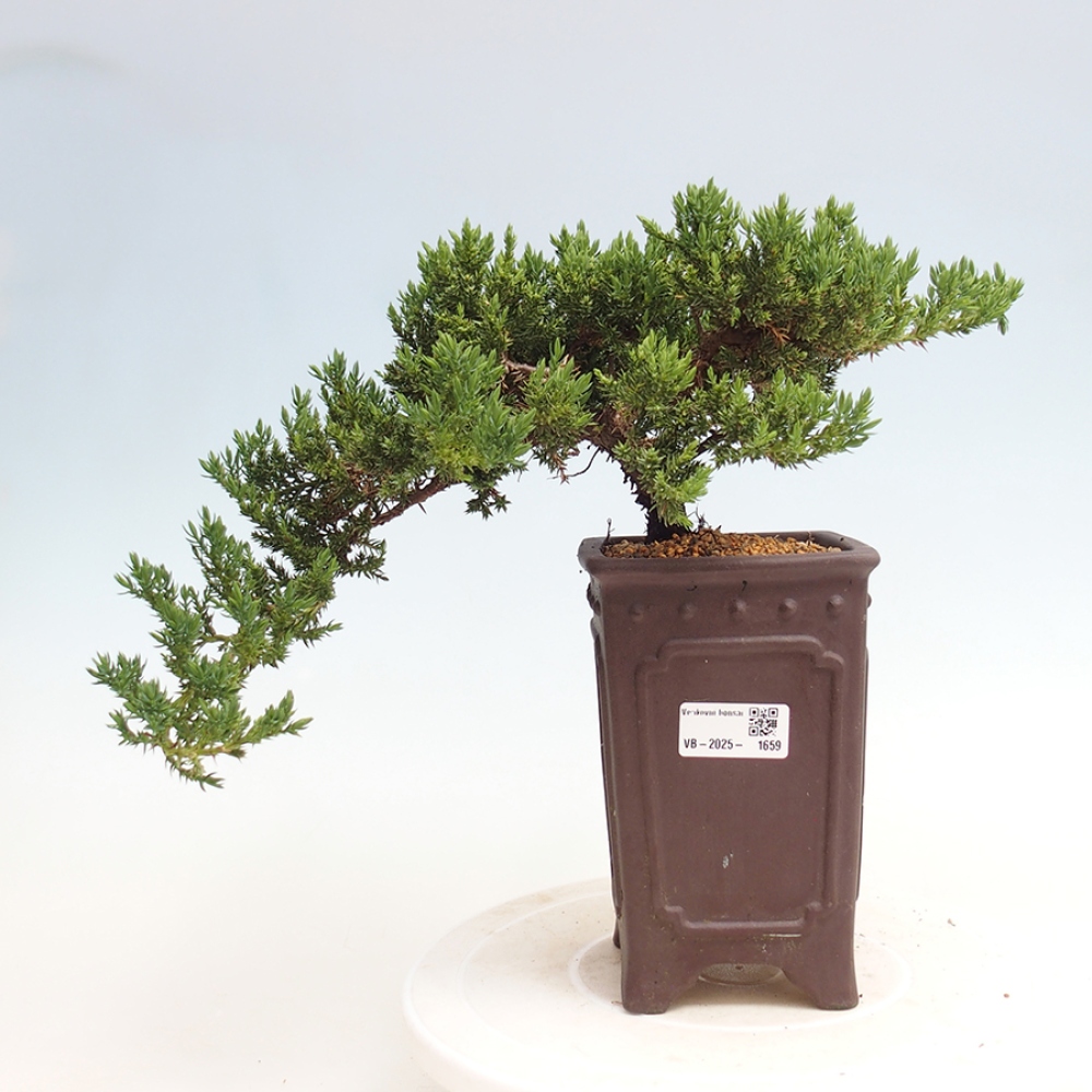 Plenerowe bonsai - Juniperus procumbens - Prostrate Juniper