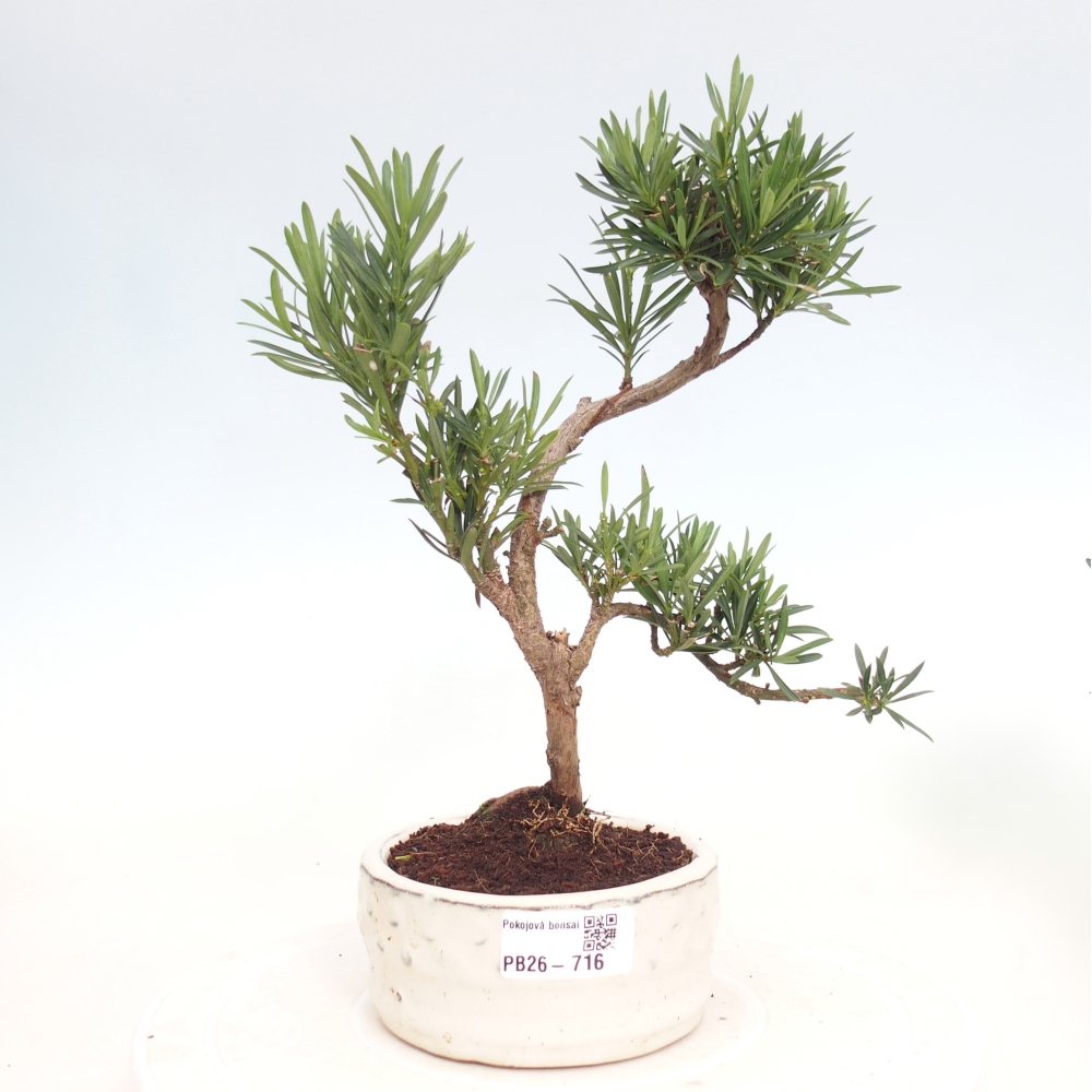 Pokój bonsai - Podocarpus - Kamienny cis