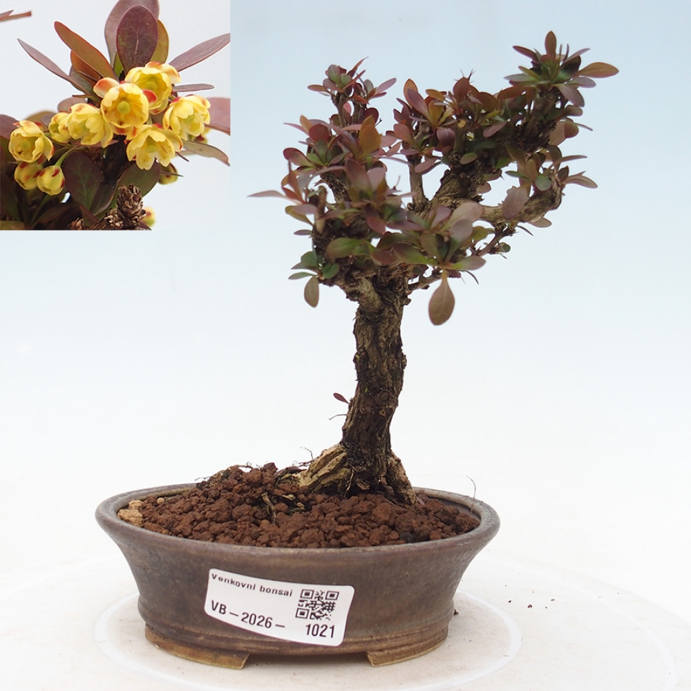 Bonsai zewnętrzne - Berberis Thunbergii Bagatelle