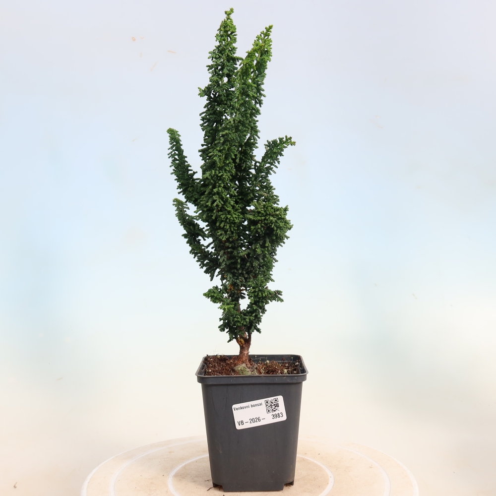Bonsai zewnętrzne - Cham. obtusa SEKKA HINOKI - Cyprys