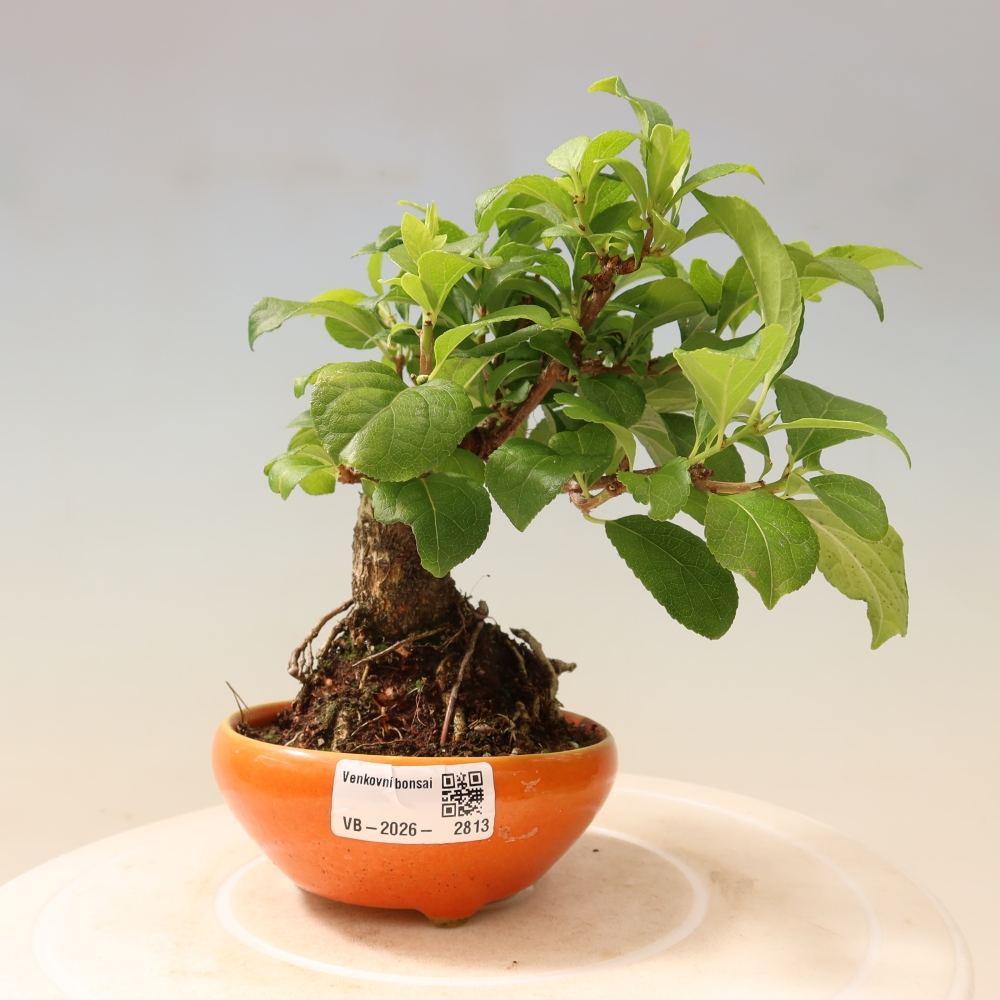 Bonsai zewnętrzne - Celastrus orbiculatus