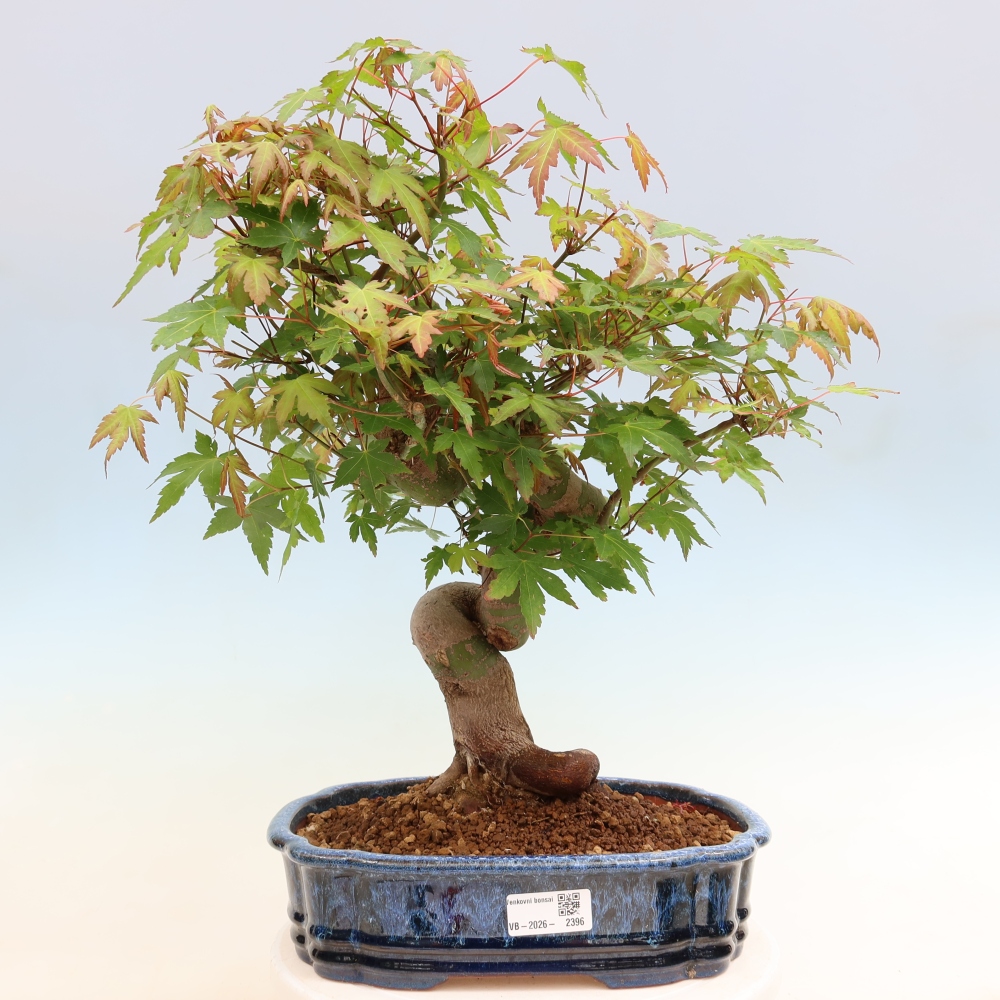 Outdoor bonsai - Klon burgeryjski - Acer burgerianum