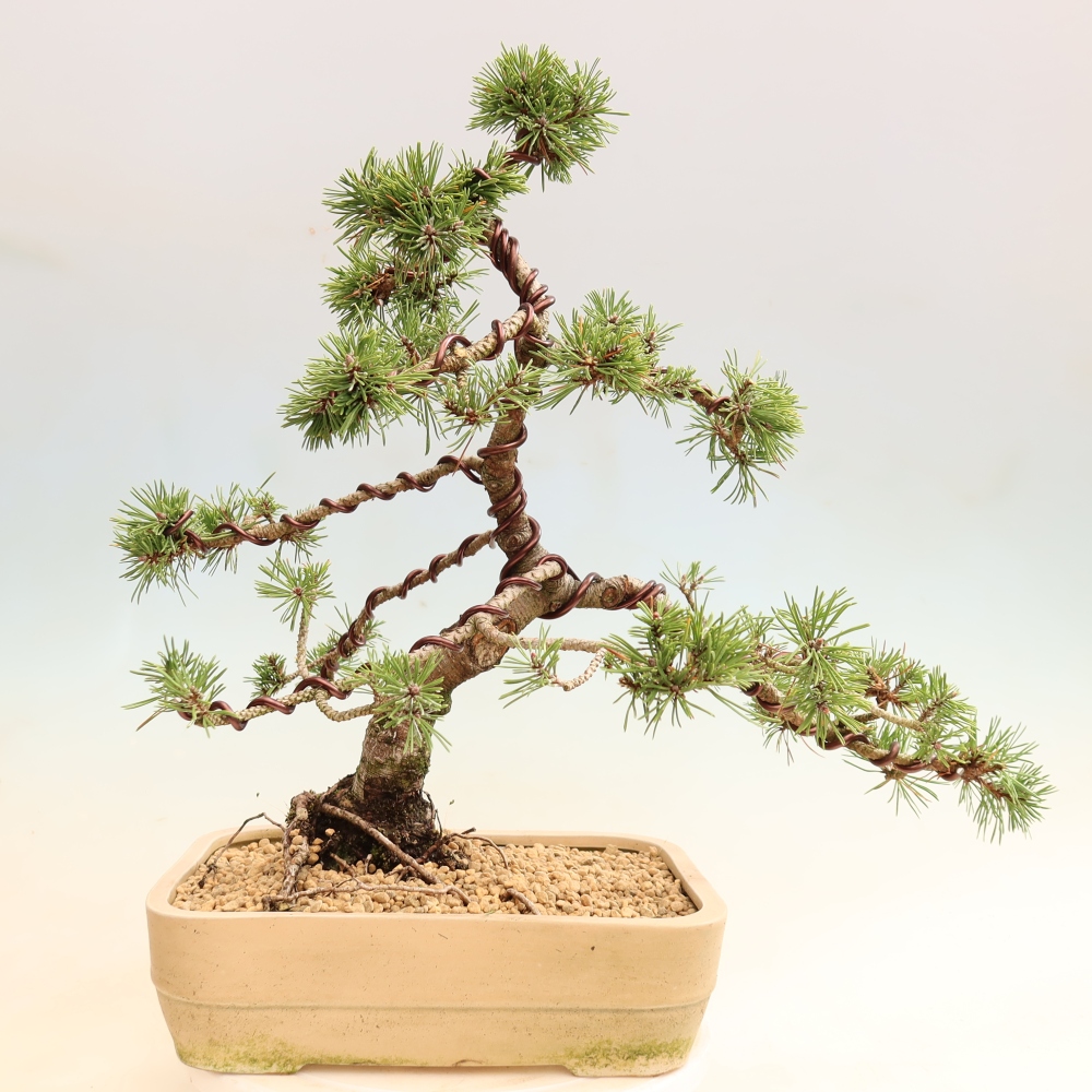 Bonsai ogrodowe – Pinus mugo Humpy – sosna karłowata