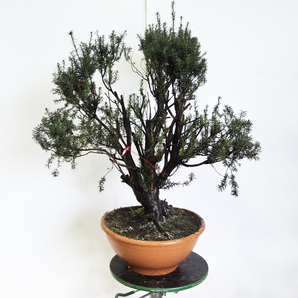 Zewnętrzne bonsai cis czerwony - Taxus bacata