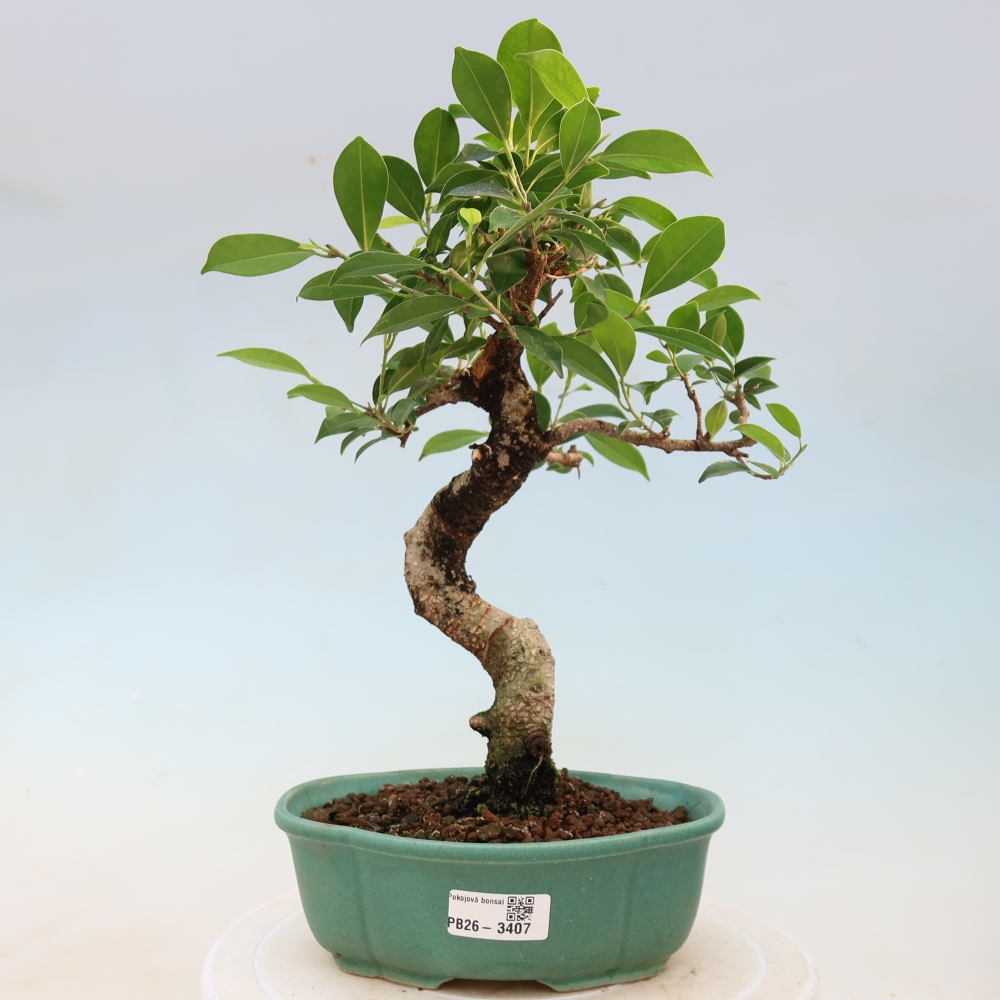 Pokój bonsai - Ficus kimmen - figowiec drobnolistny