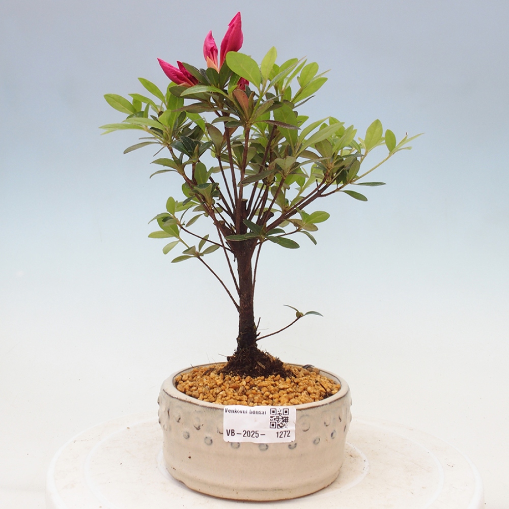 Bonsai zewnętrzne - Azalia japońska - Azalea sp.