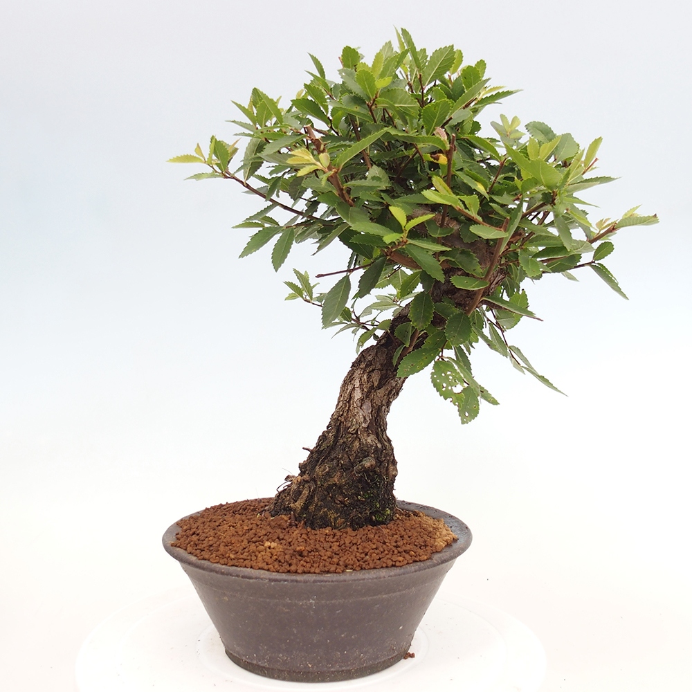 Bonsai na zewnątrz - Zelkova - Zelkova serrata