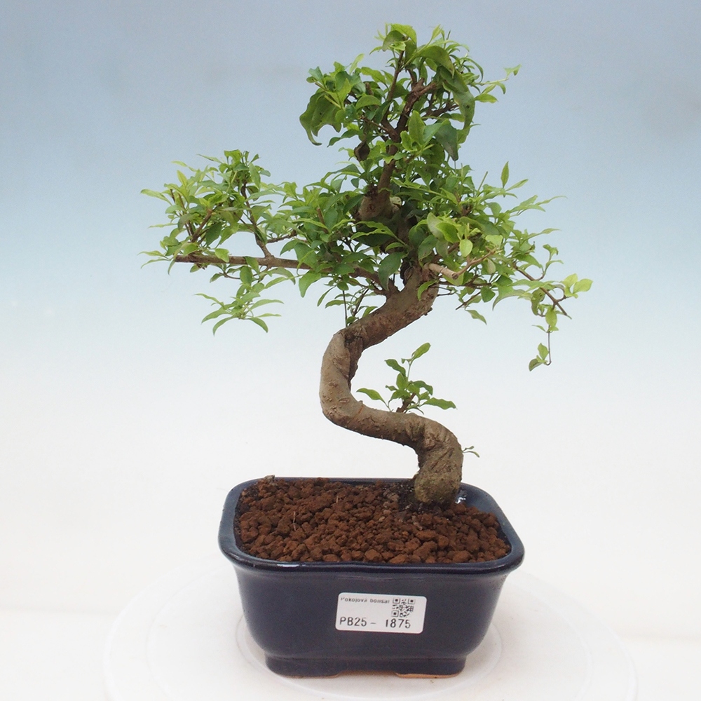Indoor bonsai -Ligustrum chinensis - dziób ptaka