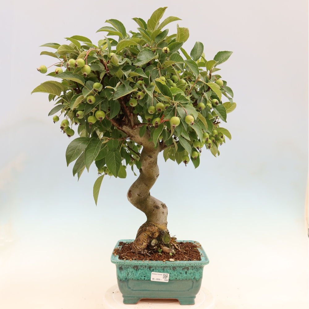 Outdoor bonsai - Malus halliana - Jabłoń drobnoowocowa