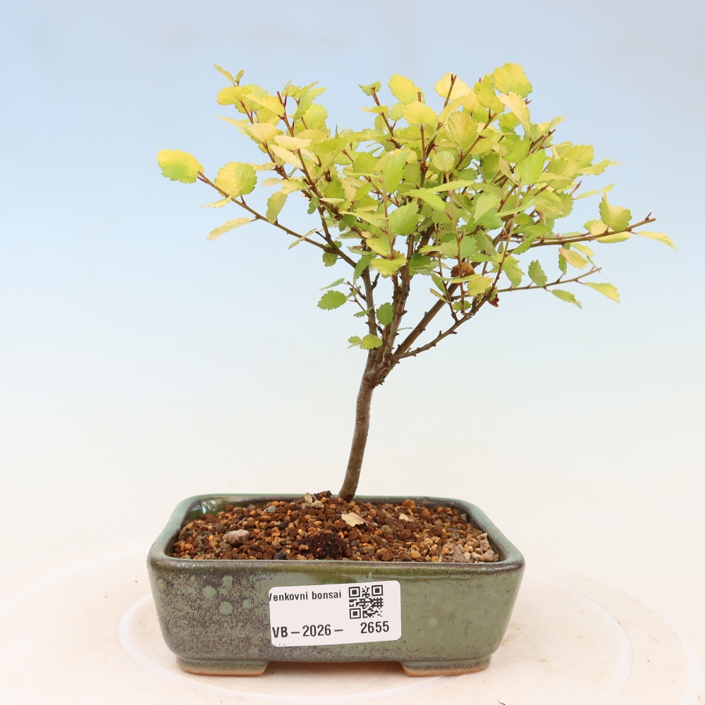 Bonsai ogrodowe – brzoza karłowata – Betula NANA Golden Treasure