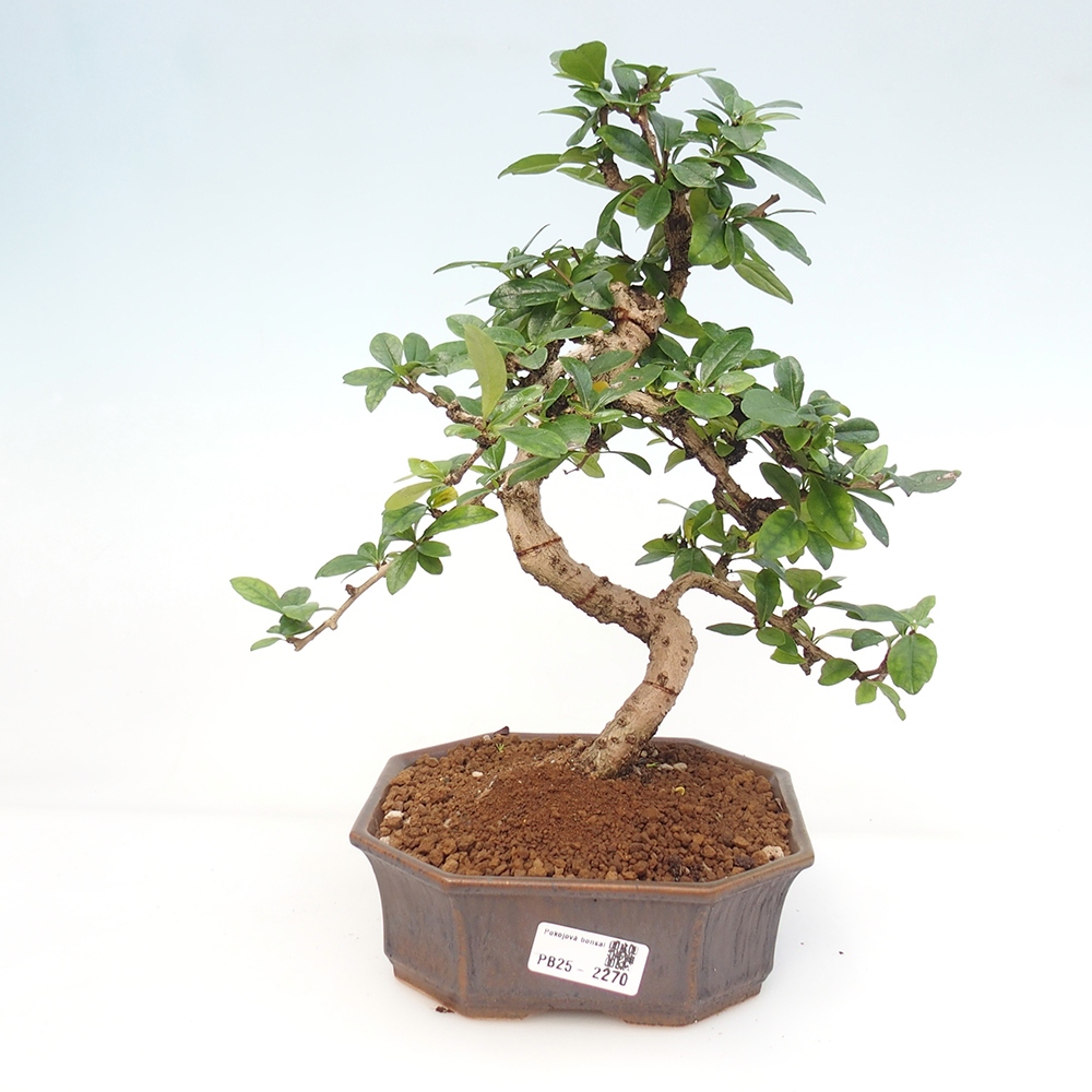 Pokój bonsai - Carmona macrophylla - Tea fuki