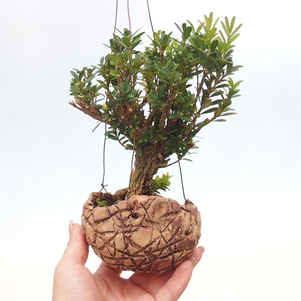 Kokedama w ceramice - Buxus harlandii - korkowy buxus