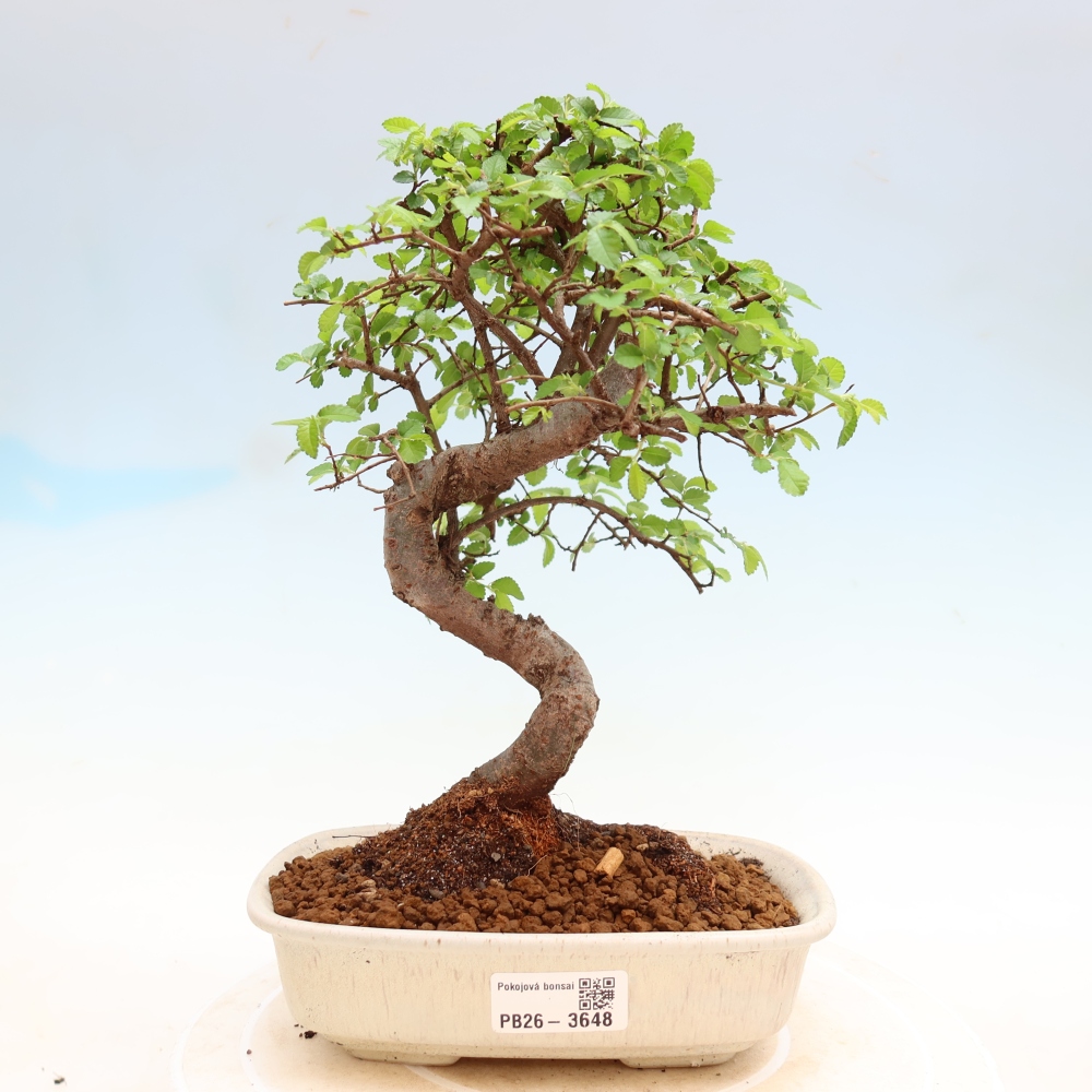 Pokój bonsai - Ulmus parvifolia - Wiąz drobnolistny