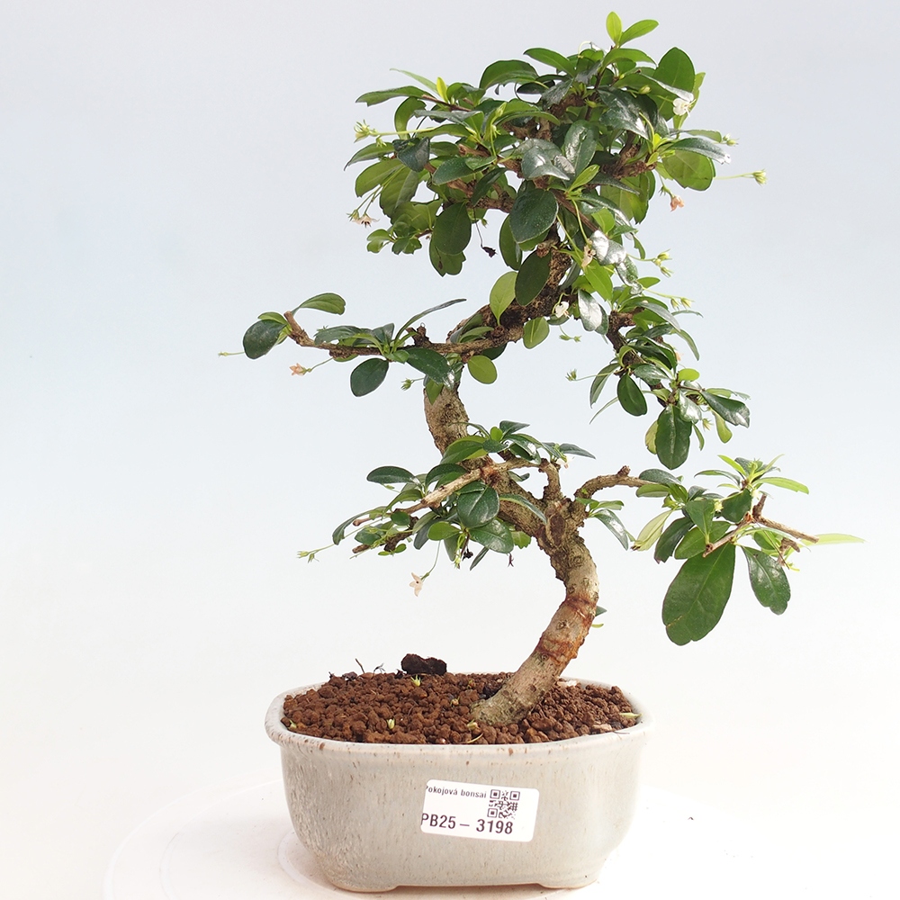 Bonsai wewnętrzne - Carmona makrophylla - Herbata Fuki