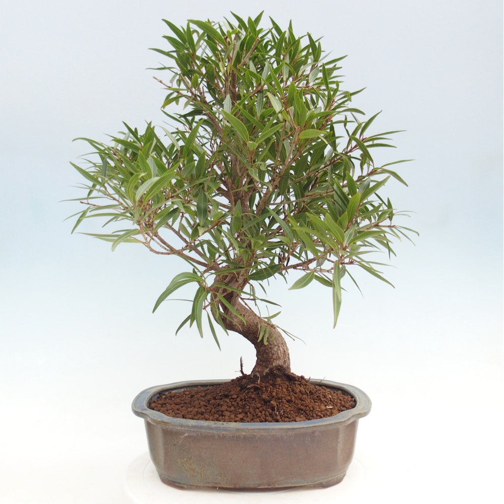 Pokój bonsai - Ficus nerifolia - figowiec drobnolistny