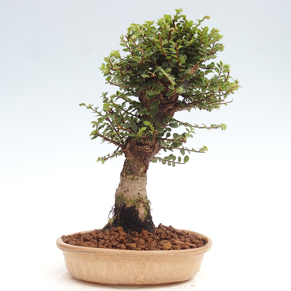Bonsai zewnętrzne - Ulmus parvifolia Hokkaido - wiąz chiński