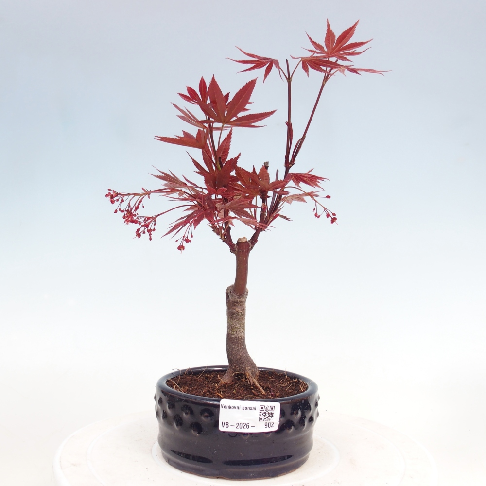 Bonsai zewnętrzne - palma Acer. Klon Atropurpureum-Palmleaf