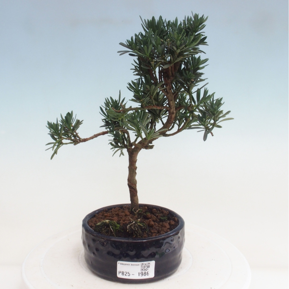 Kryty bonsai - Podocarpus - Kamień tys