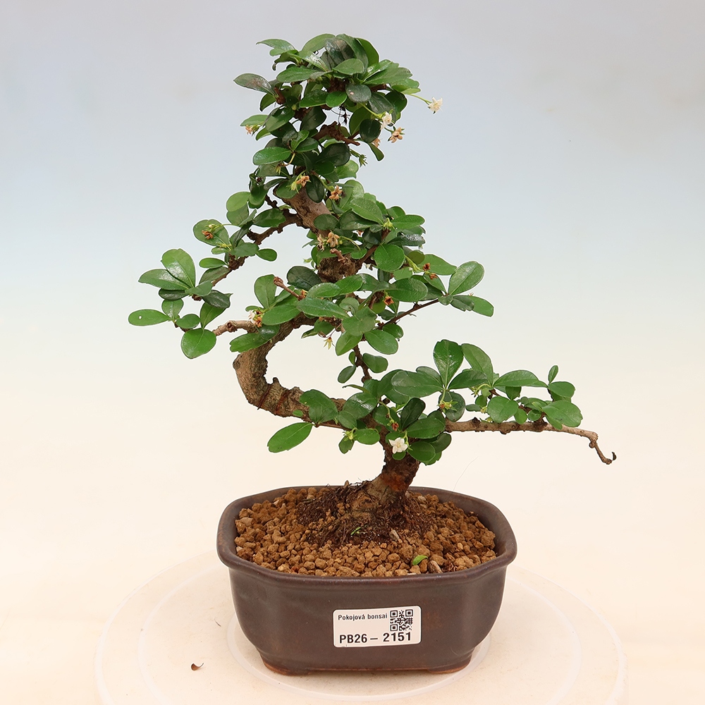 Bonsai pokojowe - Carmona macrophylla - Tea fuki