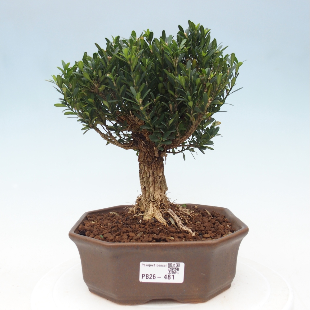 Pokój bonsai - Buxus harlandii - buxus korkowy