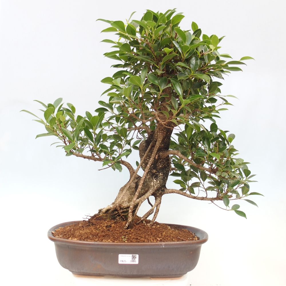 Bonsai pokojowe - Ficus kimmen - figowiec drobnolistny - WYŁĄCZNIE ODBIÓR OSOBISTY lub transport paletowy