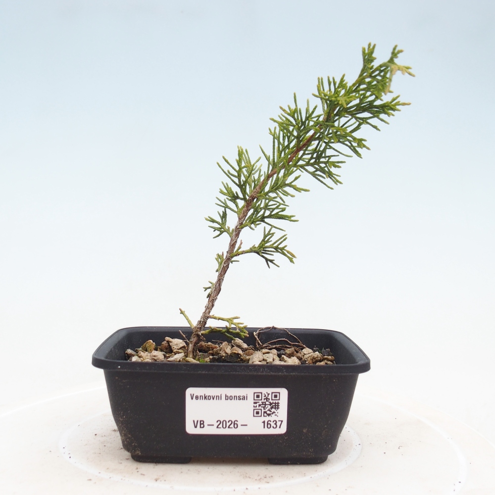 Outdoor bonsai - Juniperus chinensis Itoigawa