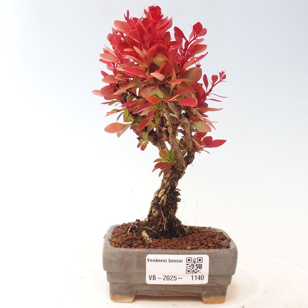 Outdoor bonsai - Berberis thunbergii Kobold - Dřištál Thunberg's