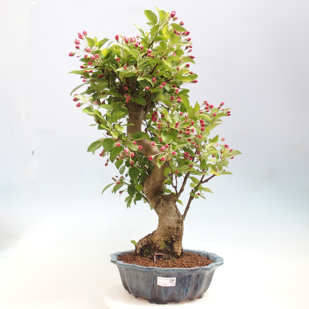 Outdoor bonsai - Malus halliana - Jabłoń drobnoowocowa