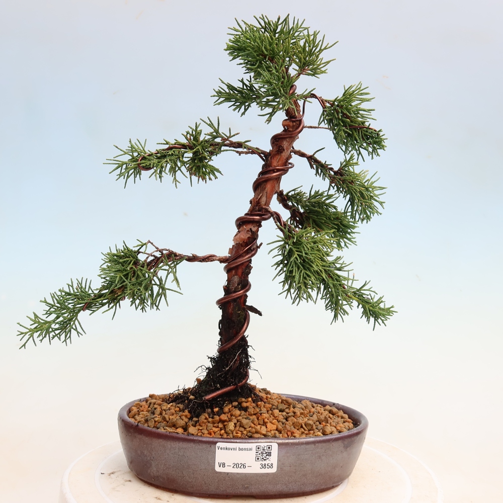 Outdoor bonsai - Juniperus chinensis Kishu
