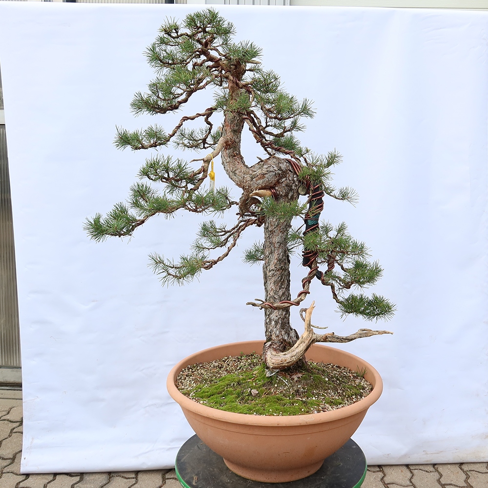 Pinus sylvestris Hiszpania – sosna zwyczajna