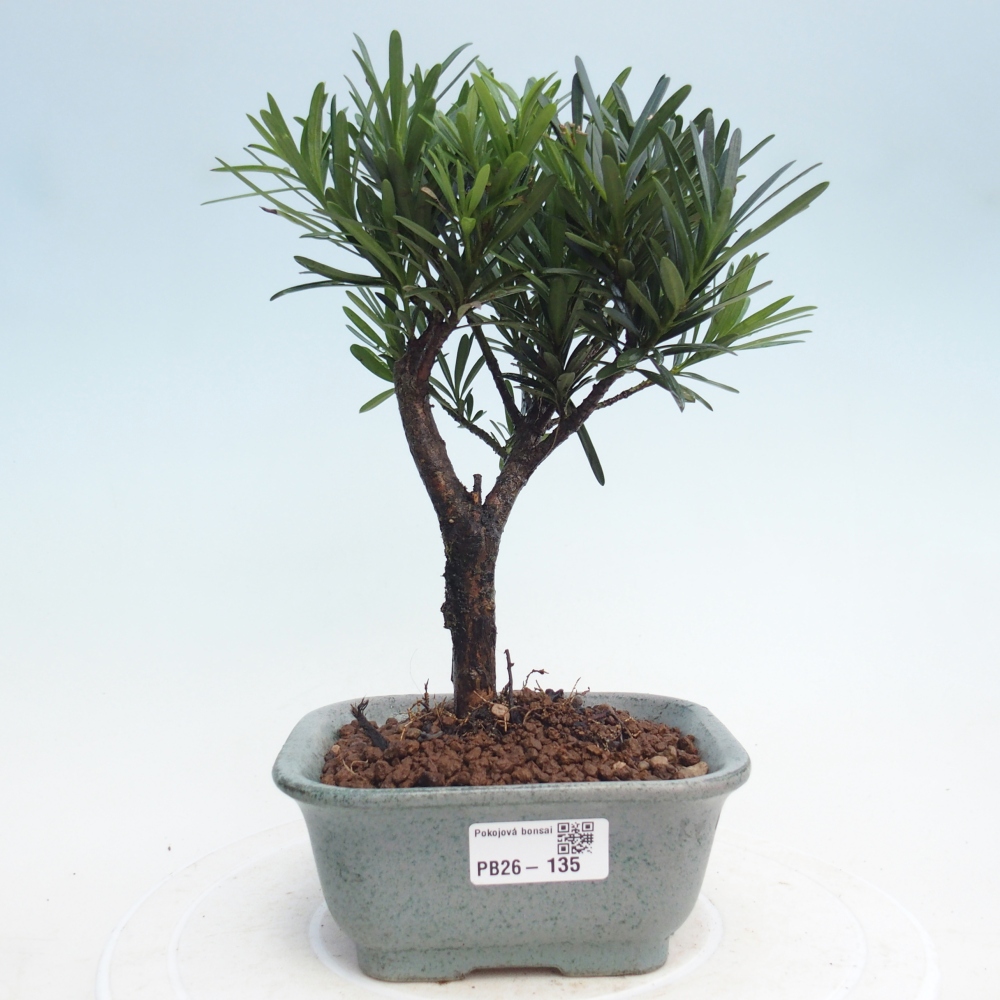 Pokój bonsai - Podocarpus - Kamienny cis