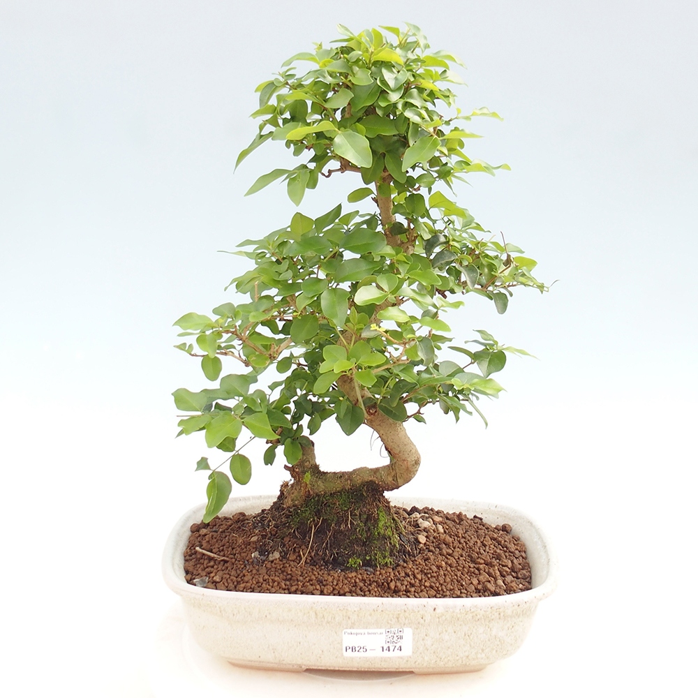Pokój bonsai -Ligustrum chinensis - Ptasie oko