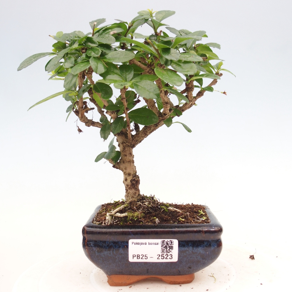 Bonsai wewnętrzne - Carmona makrophylla - Herbata Fuki