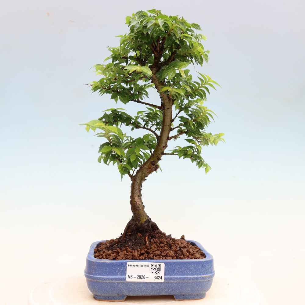 Bonsai ogrodowe – Ulmus Jacqueline Hillier – wiąz piękny
