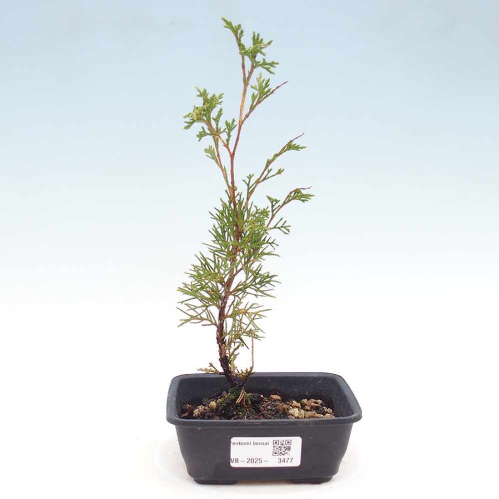 Outdoor bonsai - Juniperus chinensis Itoigawa