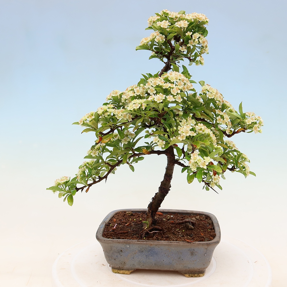 Bonsai ogrodowe – Pyracantha teton – ognik szkarłatny
