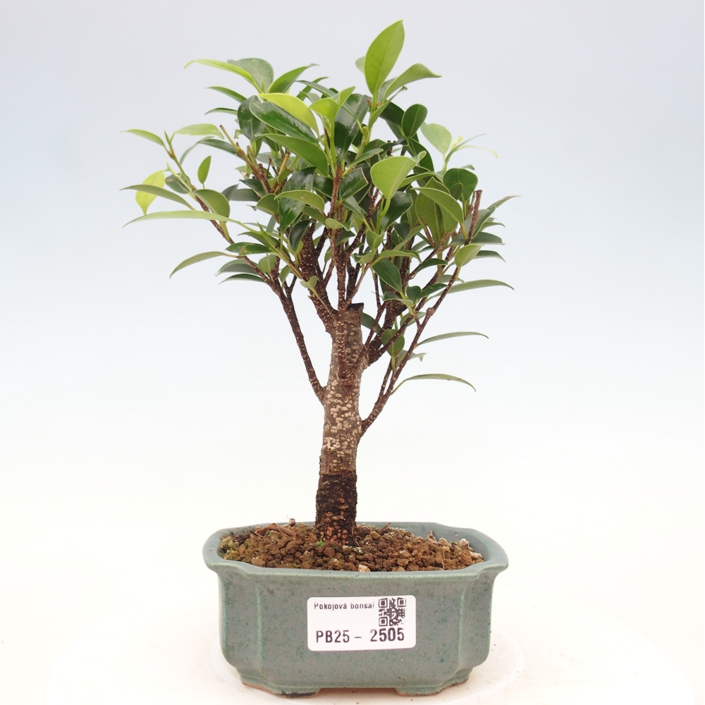 Pokojová bonsai - Ficus retusa - malolistý fíkus