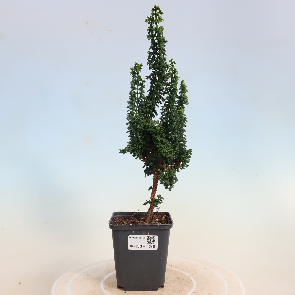 Bonsai zewnętrzne - Cham. obtusa SEKKA HINOKI - Cyprys