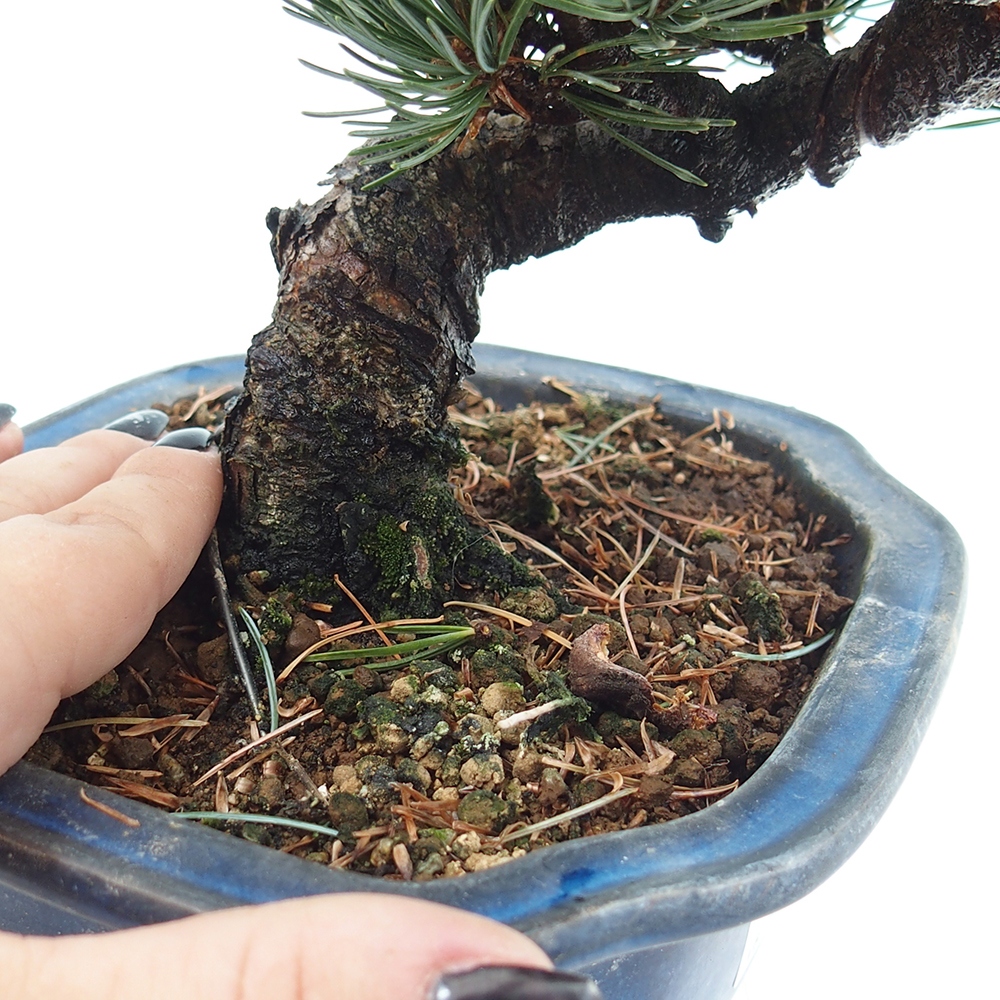 Outdoor bonsai - Pinus parviflora - Mała sosna
