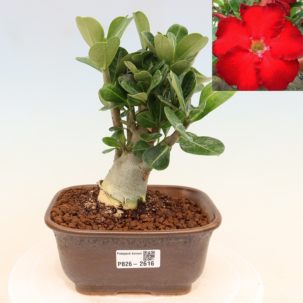 Bonsai pokojowe – Adenium obesum Red Star – Róża pustynna