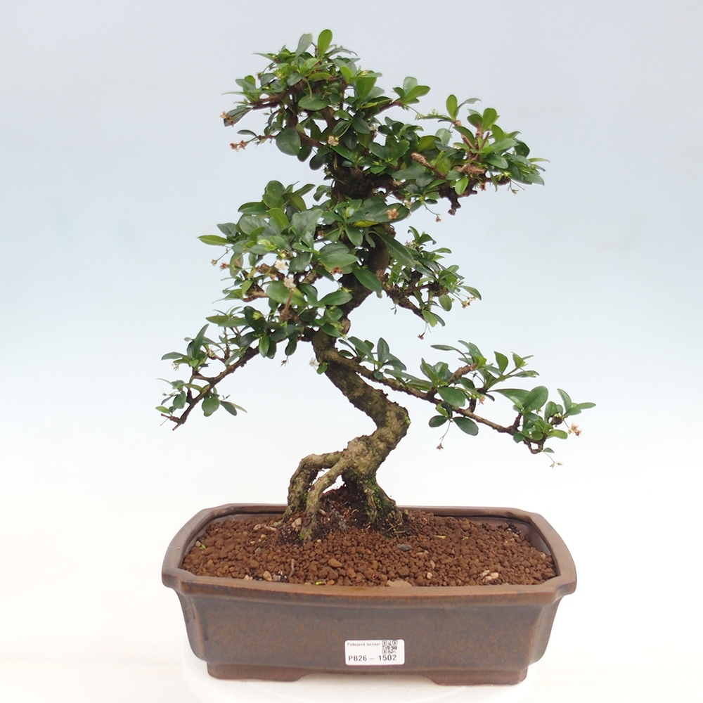Bonsai pokojowe - Carmona macrophylla - Tea fuki