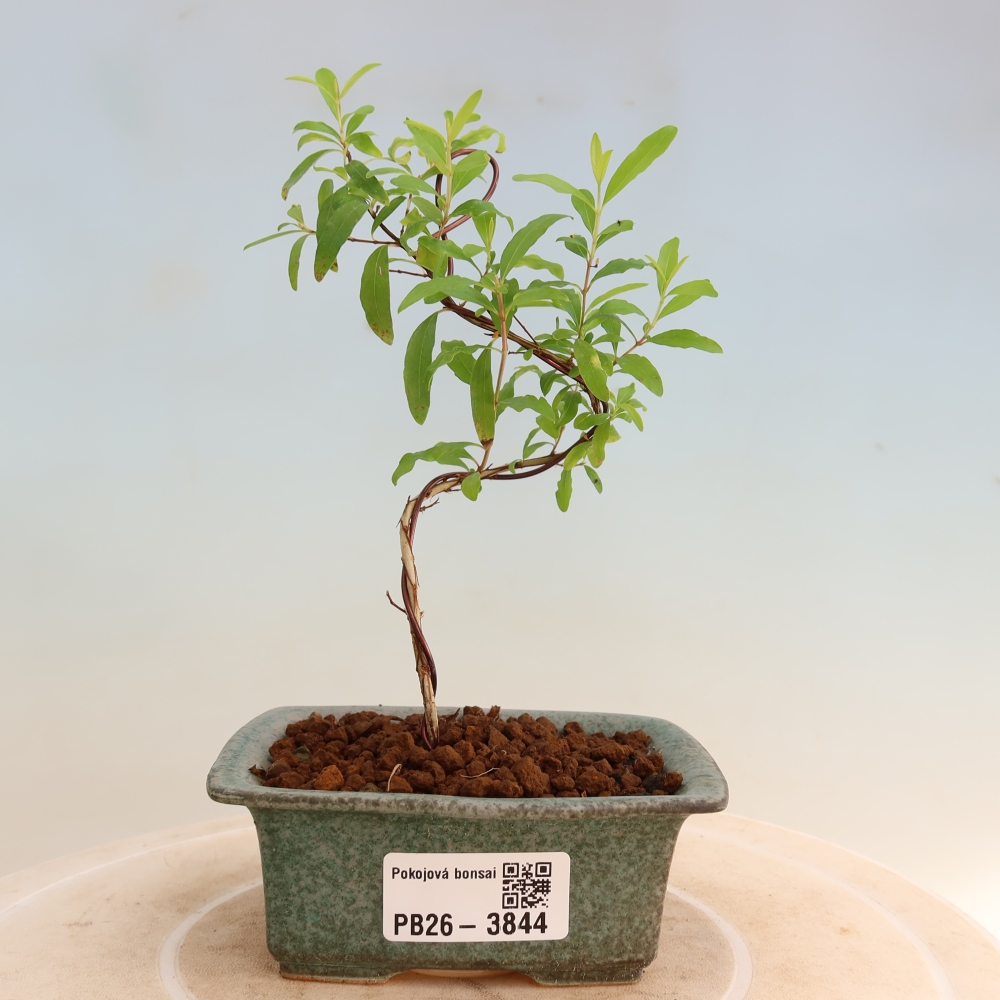 Pokój bonsai - PUNICA granatum nana - jabłko granatu