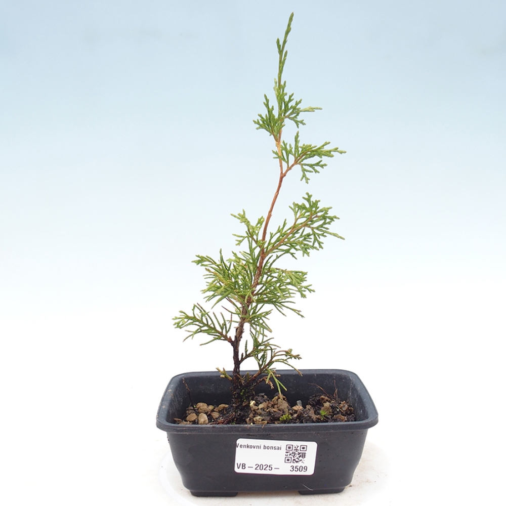 Outdoor bonsai - Juniperus chinensis Itoigawa