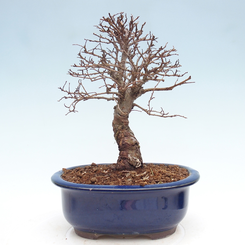 Bonsai zewnętrzne - Zelkova - Zelkova NIRE