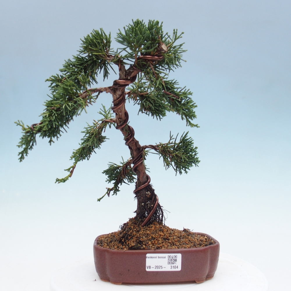 Bonsai zewnętrzne - Juniperus chinensis Kishu - Jałowiec chiński