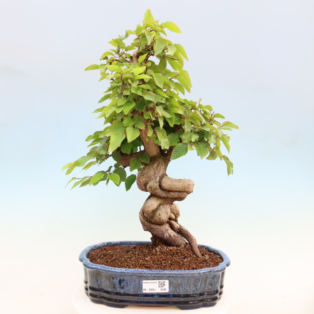 Outdoor bonsai - Carpinus coreana - grab koreański