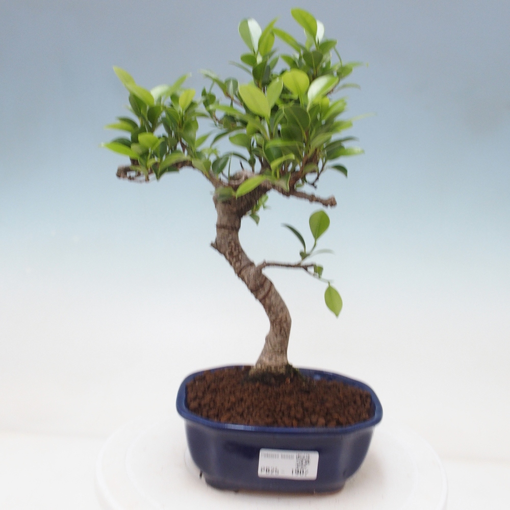 Kryty bonsai - Ficus retusa - figowiec drobnolistny