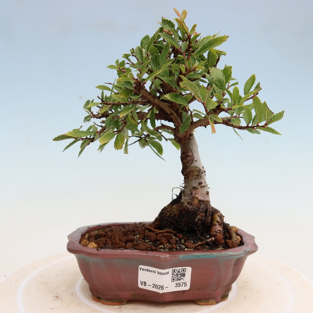 Bonsai zewnętrzne - Zelkova - Zelkova NIRE