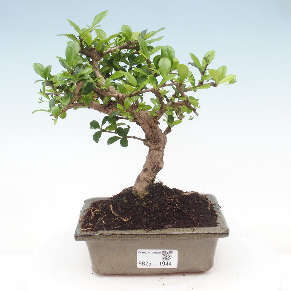 Bonsai wewnętrzne - Carmona makrophylla - Herbata Fuki