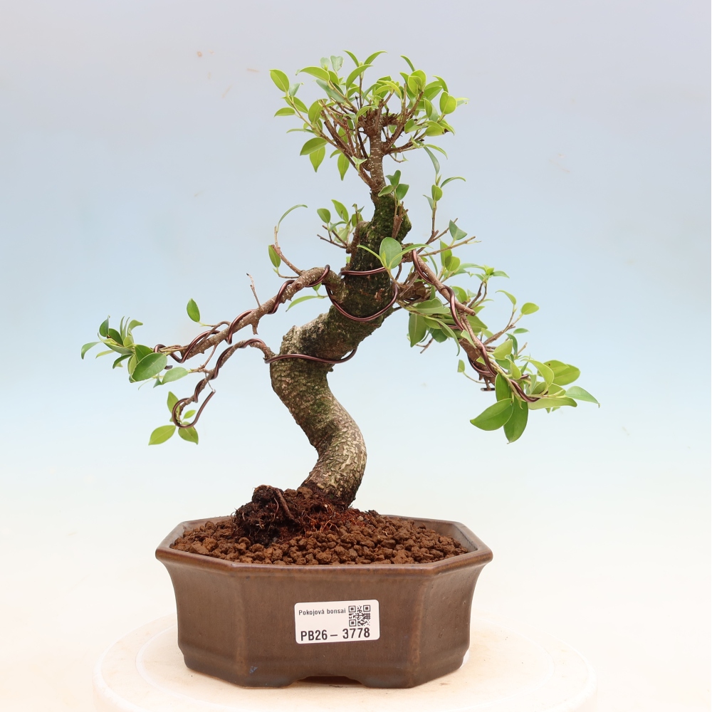 Pokój bonsai - Ficus kimmen - figowiec drobnolistny